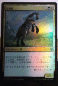 ＭTG日本語/foil/放浪馬/エルドレインの王権/アンコモン