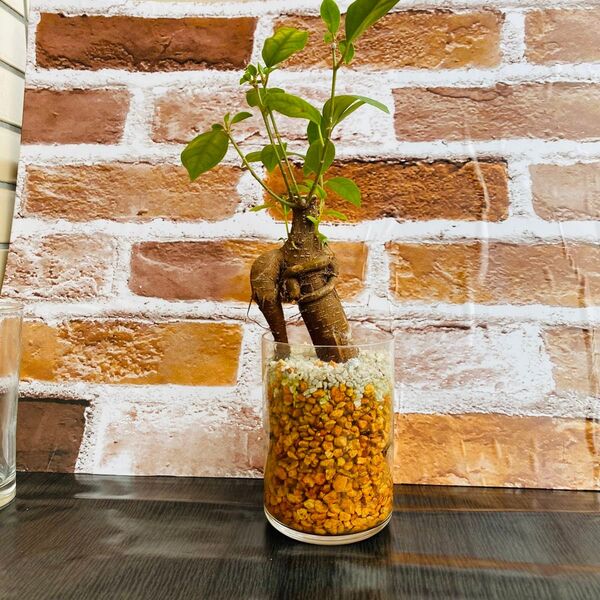 塊根植物 ガジュマル ハイドロカルチャー