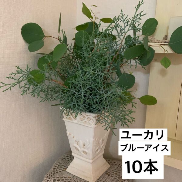 ブルーアイス、ユーカリドライフラワー用カット生木 ミックス合計10本