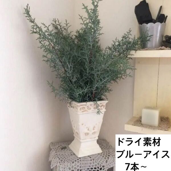 ブルーアイスドライフラワー用カット生木7本以上