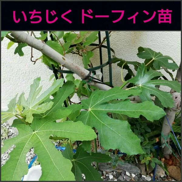 イチジク挿し木■苗 ドーフィン 1本■無花果