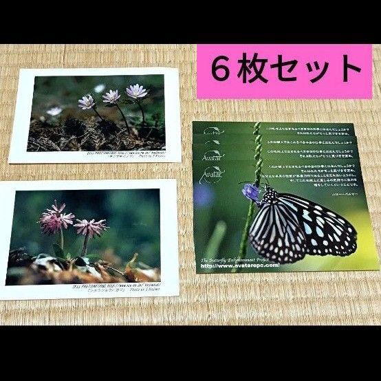 絵葉書 ポストカード 花 蝶々