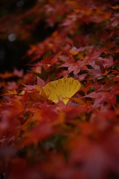 作例付き RMC TOKINA 35-70mm F3.5 OMマウント 管mpr