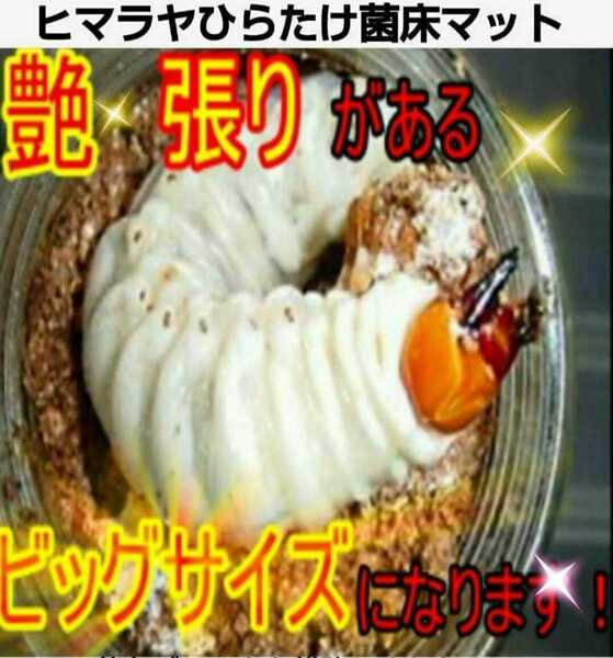 クワガタ幼虫専用 改良版!菌床粉砕マット 瓶に詰めるだけ オオクワ、ヒラタ、ニジイロに! 初令から羽化までOK 菌糸の甘い香りする