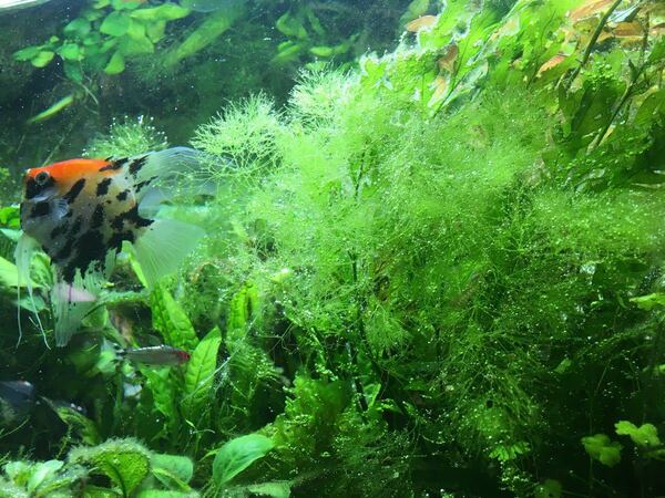 【レア水草 稚エビの隠れ家 】ニテラ