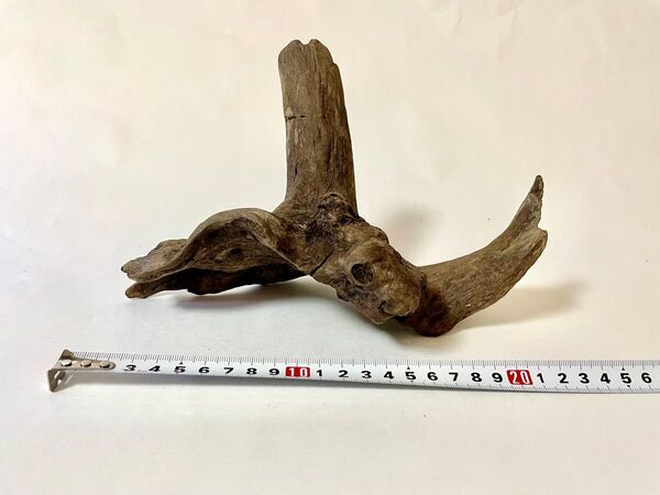 天然流木 - アク抜き済み - パルダリウム ビバリウム シェルター