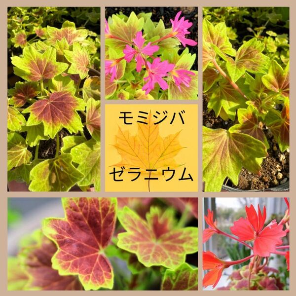モミジバゼラニウム 花色:赤・ピンクのセット(3号)もみじ葉 変わり咲き 星咲き カラーリーフ 寄せ植え 天竺葵
