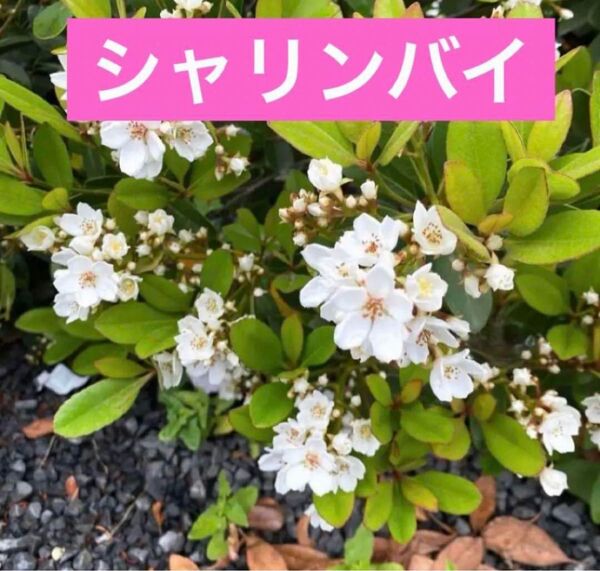 シャリンバイ 4cmポット入り2株セット
