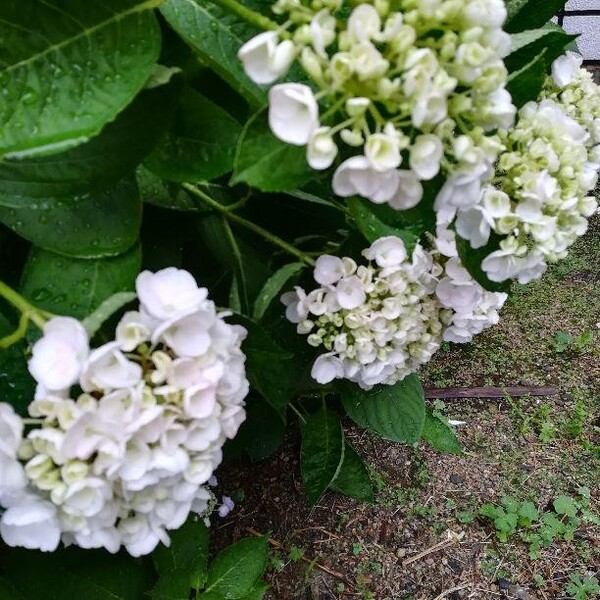 【純白の紫陽花】20cm苗 ライムグリーンからビュアホワイトへ 終盤はパールピンクになる タグがとれ品種不明に