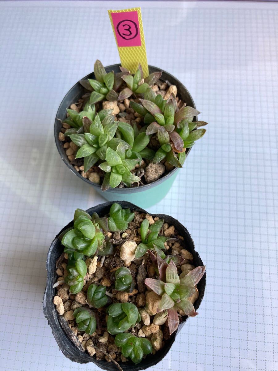Yahoo!オークション -「鏡」(観葉植物) の落札相場・落札価格 Yahoo!オークション -「鏡」(観葉植物) の落札相場・落札価格