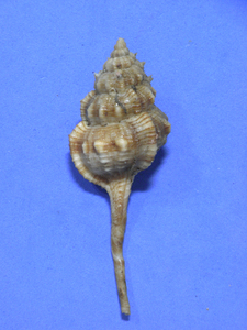 貝の標本 Vokesimurex gallinago 76mm.w/o.台湾