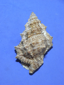 貝の標本 Bufonaria nobilis 84.7mm.w/o 台湾