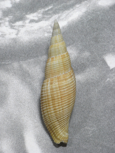 貝の標本 Cancilla isabella 67mm.台湾
