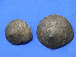 貝の標本 Calliostoma formosense 45mm&58.8mm.w/o.fresh.台湾