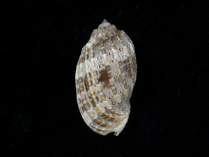 .. specimen Harpa amouretta 51mm.