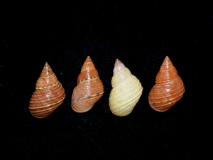貝の標本 Littorina scabra 20mm~25mm.