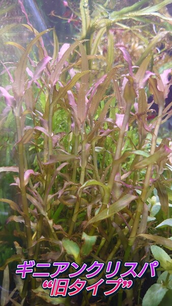 ギニアンクリスパ 旧タイプ 水中葉 8~15cm前後 3本
