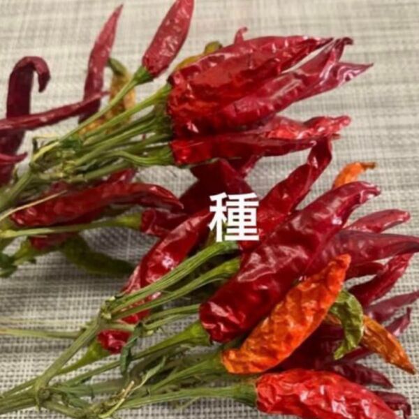 唐辛子 種子 種 100粒以上