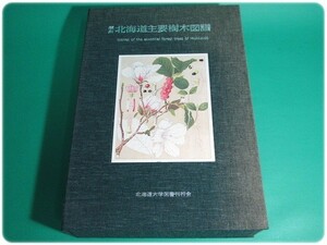  прекрасный товар /.. Hokkaido главный дерево map .. часть золотой . Kudo .. север большой /aa3912