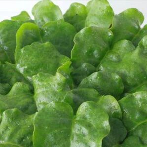 購入後、収獲。 沖縄健康野菜 おかわかめ 葉っぱ 200g