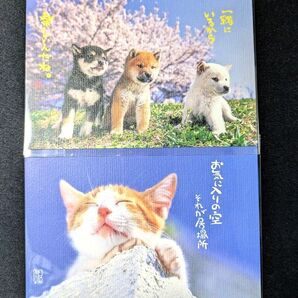 芝犬と猫のポストカード(2枚セット)