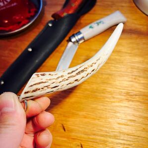 鹿角 エゾシカ スプリットリング 13㎝