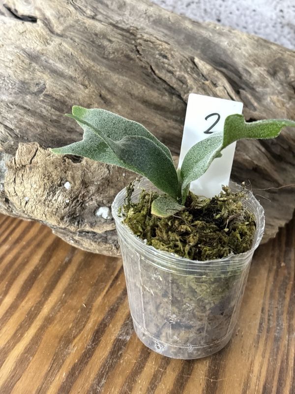 【Frontier Plants】【現品】ビカクシダ・バクテリア 胞子苗 Platycerium Bacteria Sporeling【2】
