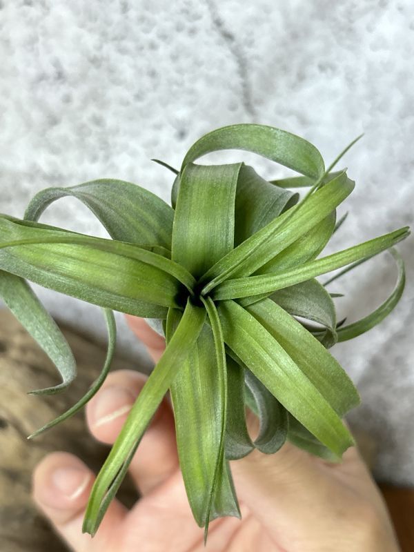 【Frontier Plants】【現品】チランジア・カピタータxストレプトフィラ ヴァリエガータ T. capitata x streptophylla Variegated【5】