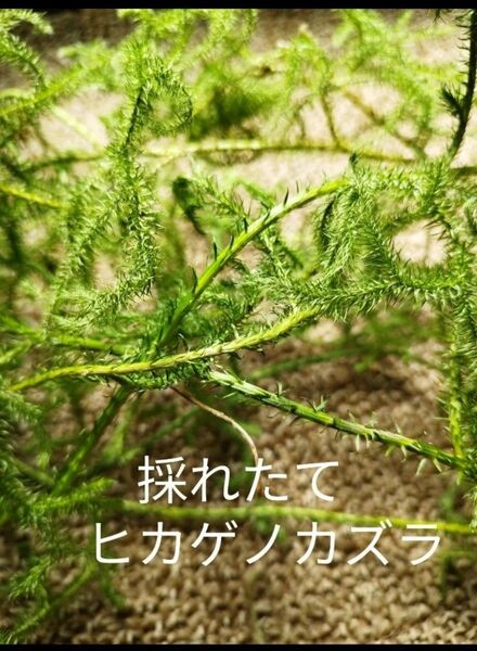 ヒカゲのカズラ(山野草) 20m 和歌山産地直送!