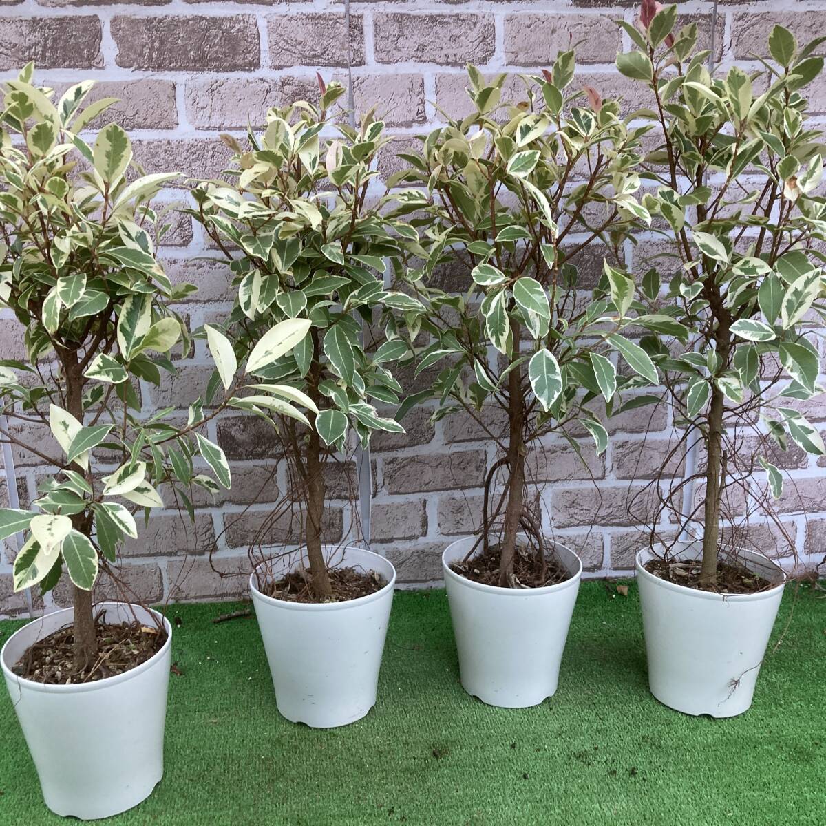 Yahoo!オークション -「ガジュマル 斑入り」(その他) (観葉植物 Yahoo!オークション -「ガジュマル 斑入り」(その他) (観葉植物