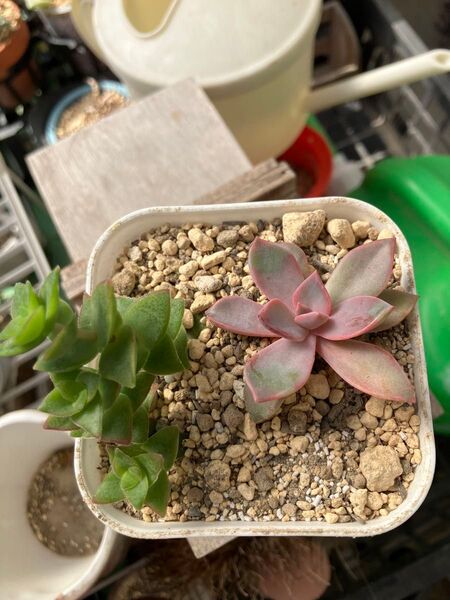 多肉植物 初恋 南十字星 根付き抜き苗 11/9撮影