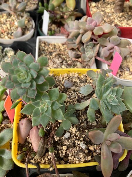 多肉植物 マーガレットレッピン 秀麗 根付き抜き苗 11/9撮影