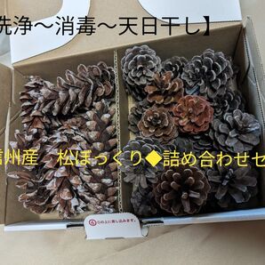 【洗浄〜消毒〜天日干し】信州産 天然 松ぼっくり ●詰め合わせセット ●ゆうパケットプラス入り