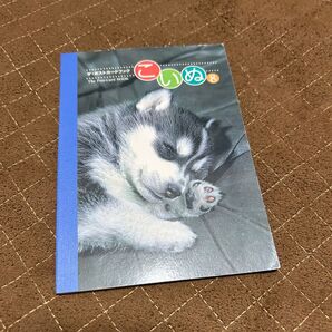 こいぬ 子犬 ポストカードブック