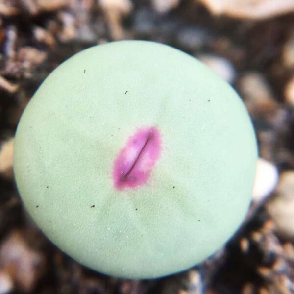 多肉植物 Conophytum pageae 抜き苗 1.3cm以上 3株セット