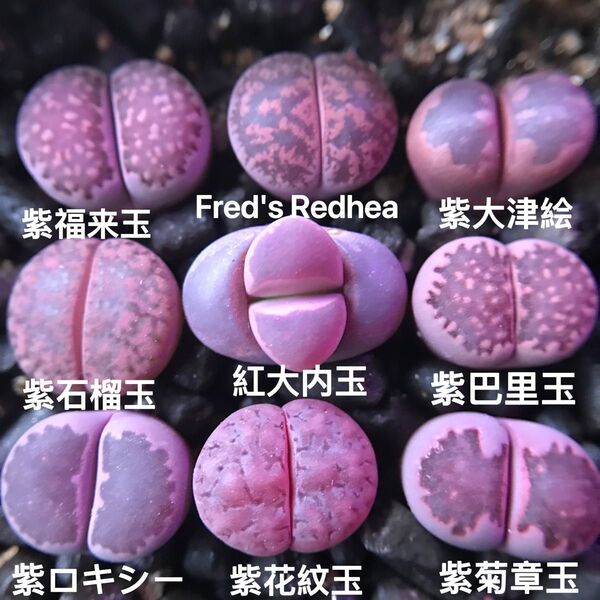 お買い得 多肉植物 リトープス コレクション 紫色系 1.2cm 9点セット 抜き苗