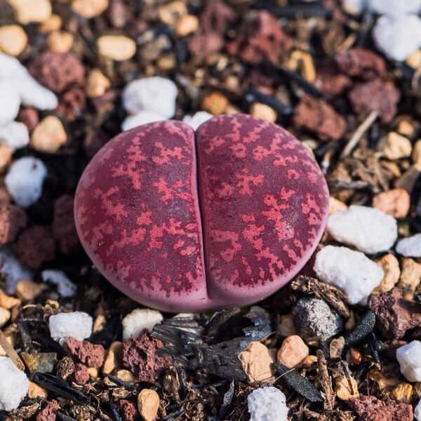 多肉植物 リトープス Fred's Redhea 抜き苗 1.2cm以上 1株