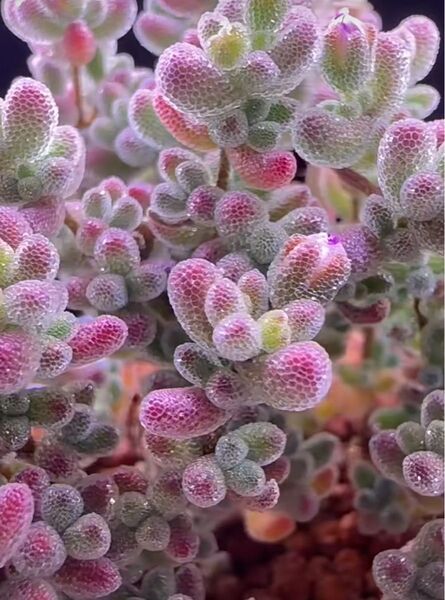 超可愛い 多肉植物 ドロサンテマム キラキラ Ice crystal 特大株 抜き苗 1株
