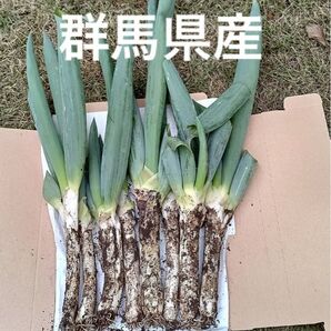 下仁田ネギ《初物》群馬県産 ネコポス 下仁田ねぎ