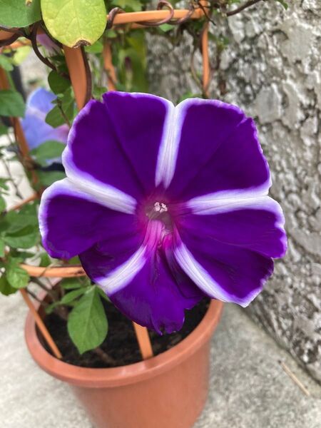 朝顔の種 あさがおの種 朝顔 青 変化朝顔