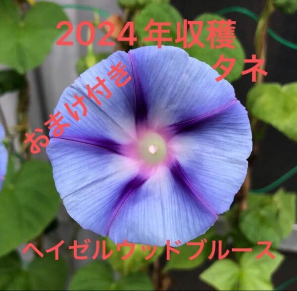 西洋朝顔の種 アサガオの種 あさがおの種 朝顔の種 ヘーゼルウッドブルーズ