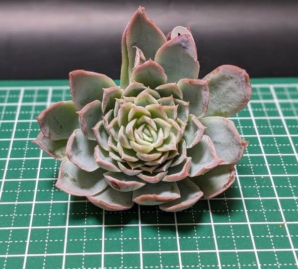 多肉植物 エケベリア バイオレットクィーン 韓国苗 新入荷 11/18 美苗 K