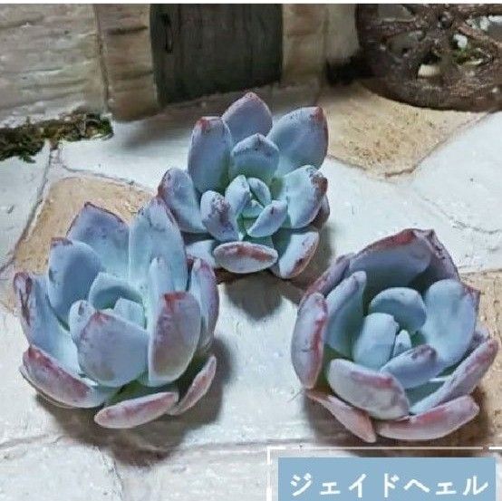 ジェイドヘェル・韓国苗・多肉植物