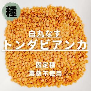 【種】白丸ナス トンダビアンカ 無農薬 30粒