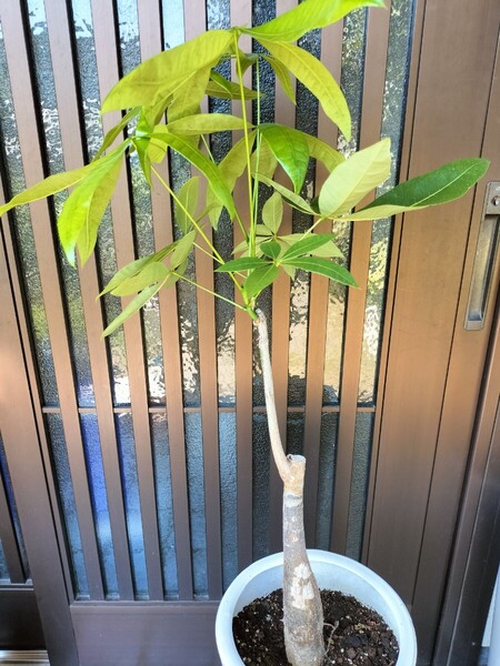 整理特価 大型 実生パキラ 観葉植物 抜き苗 葉先まで約70センチ 現物