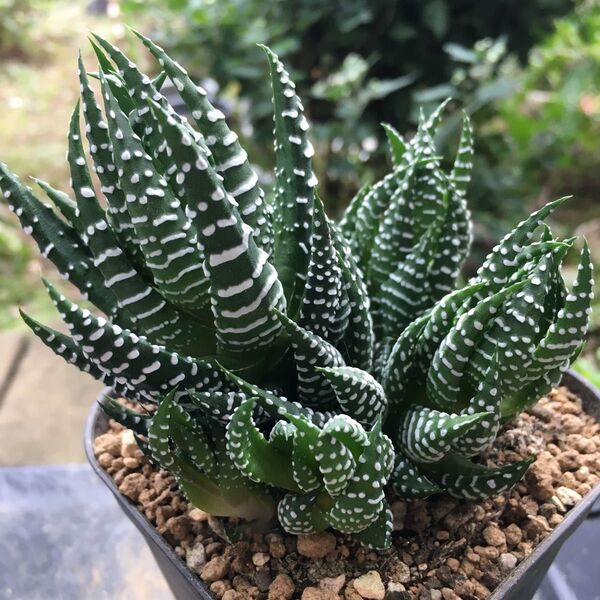 【激安】十二の爪 子株付き ハオルチア 良株 美株 硬葉 多肉植物 観葉植物 高品質