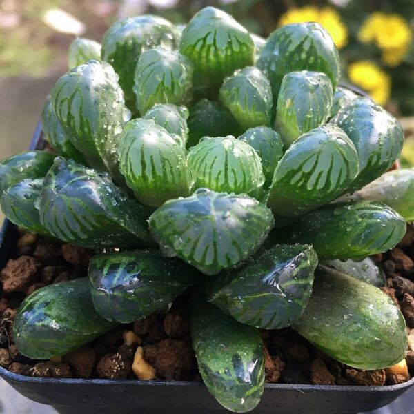 【激安】オブツーサ ハオルチア 良株 美株 宝石 多肉植物 大人気 高品質