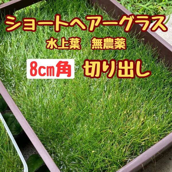 ショートヘアーグラス水上葉 8cm角切出し 無農薬 おすすめ前景草 定番前景草 アクアリウム ボトルアクアリウム パケポス