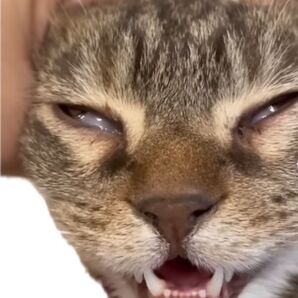 猫ちゃん ガンギマリ セパハン バックステップ バブリング