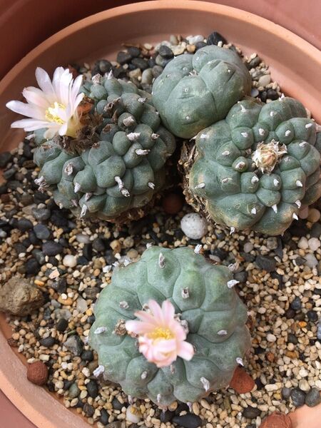 烏羽玉の種 サボテン ロホホラ ペヨーテ 烏羽玉 種子 種 多肉植物 ロフォフォラ Lophophora 烏羽玉